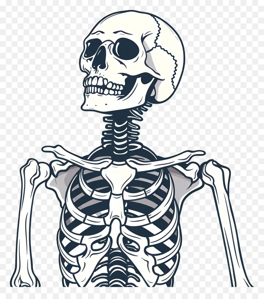 Esqueleto，Perfil PNG