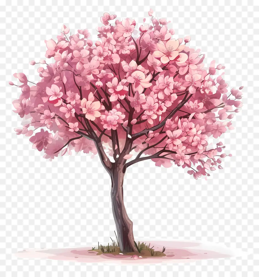 Flor De Cereja árvore，Flor De Cerejeira PNG