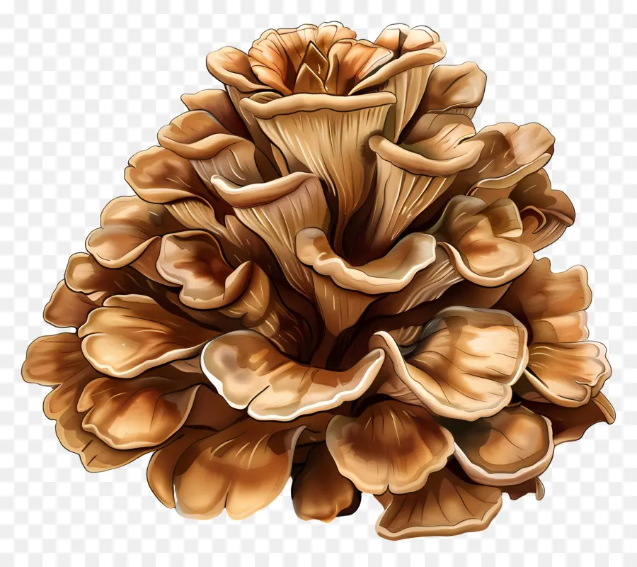 Cogumelo Maitake，Brown Mushroom PNG