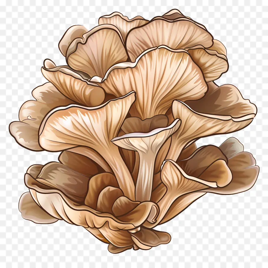 Cogumelo Maitake，Cogumelos PNG