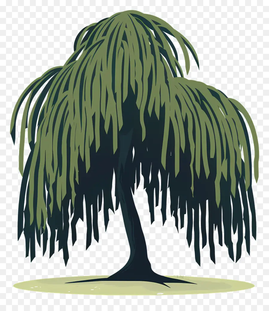 Salgueiro，Weeping Willow Tree PNG