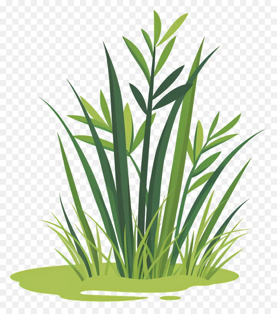 Plantas De Arroz，Caminho Na Grama PNG