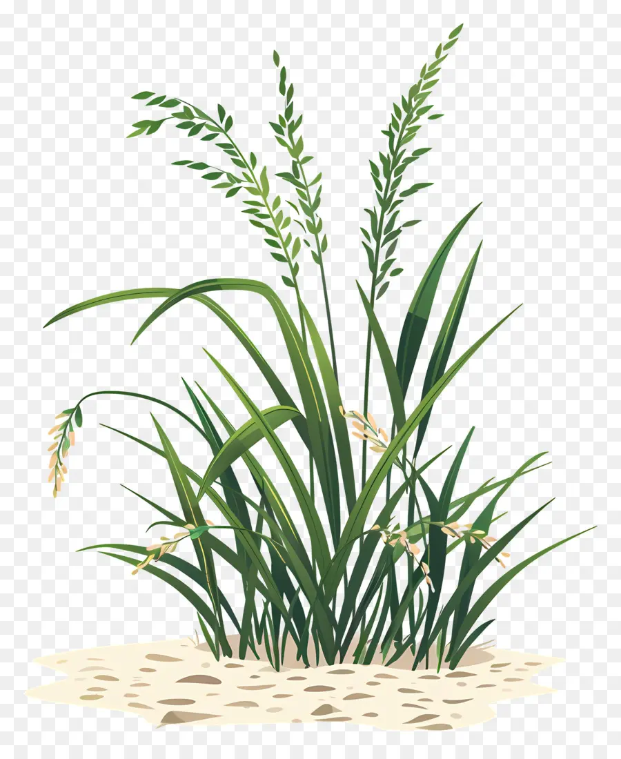 Plantas De Arroz，Grama PNG