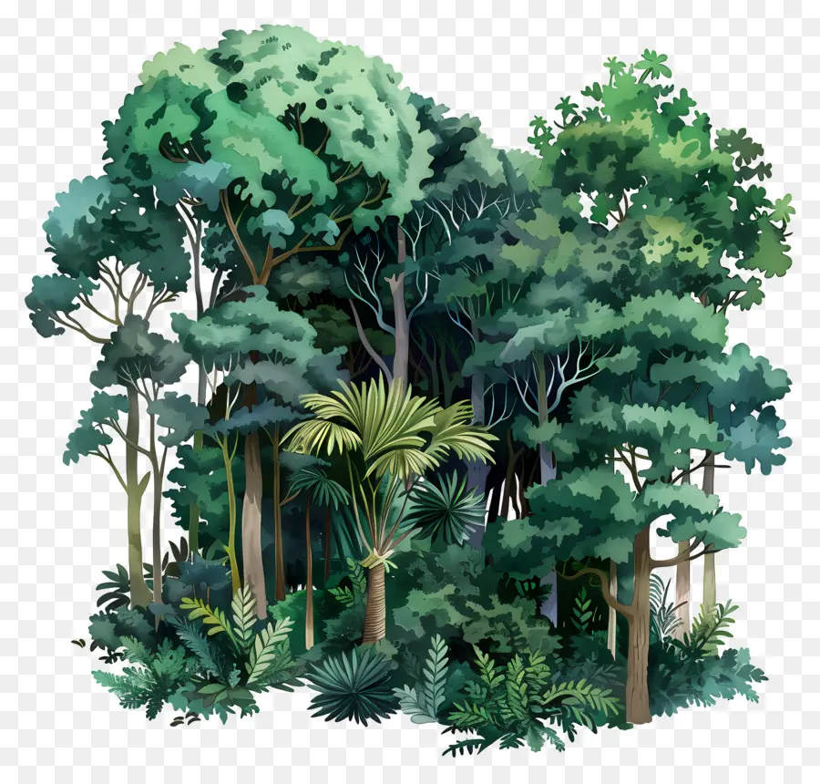Floresta Densa，Floresta Tropical PNG