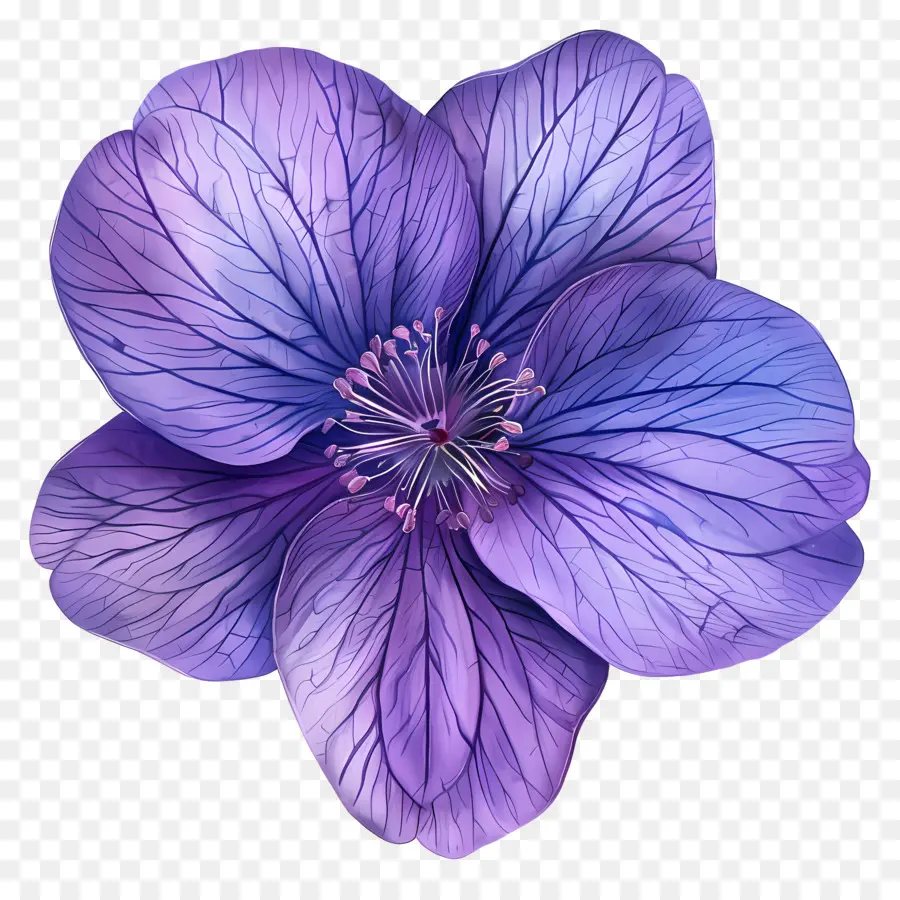 Violeta Flor，Flor Azul E Roxa PNG