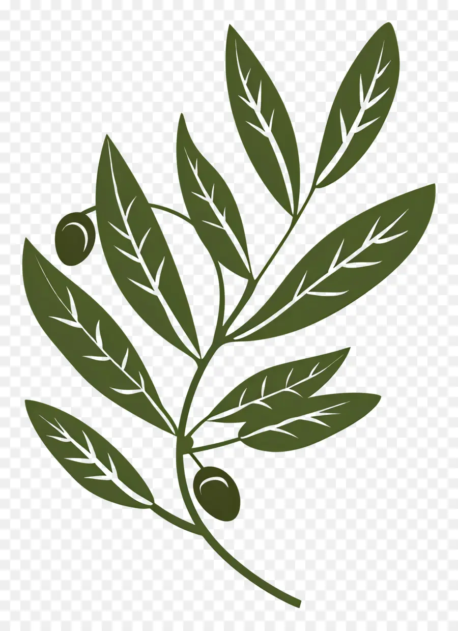 Olive Branch，Planta PNG