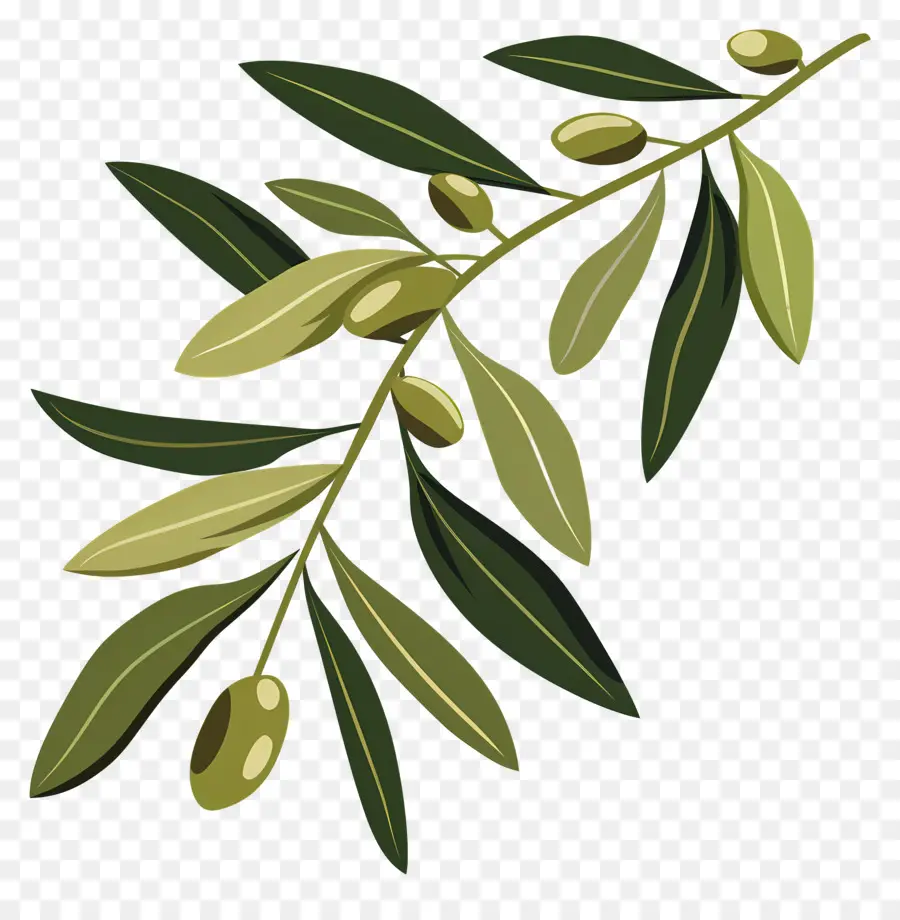 Olive Branch，Oliveira PNG