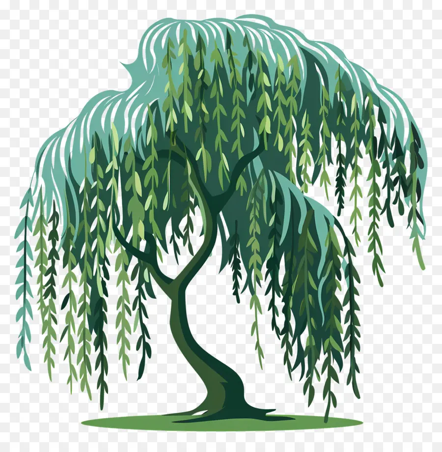 Salgueiro，Weeping Willow Tree PNG