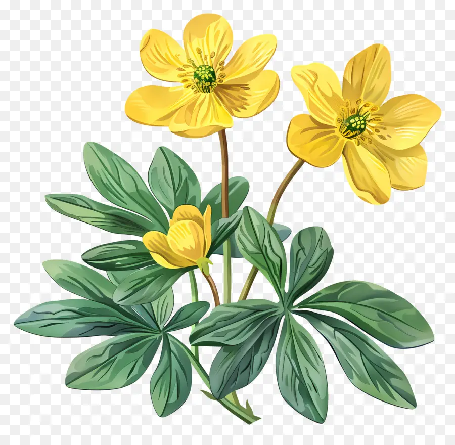 Inverno Acônito，Flores Amarelas PNG