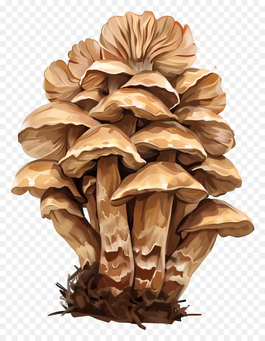 Cogumelo Maitake，Cogumelo Gigante PNG
