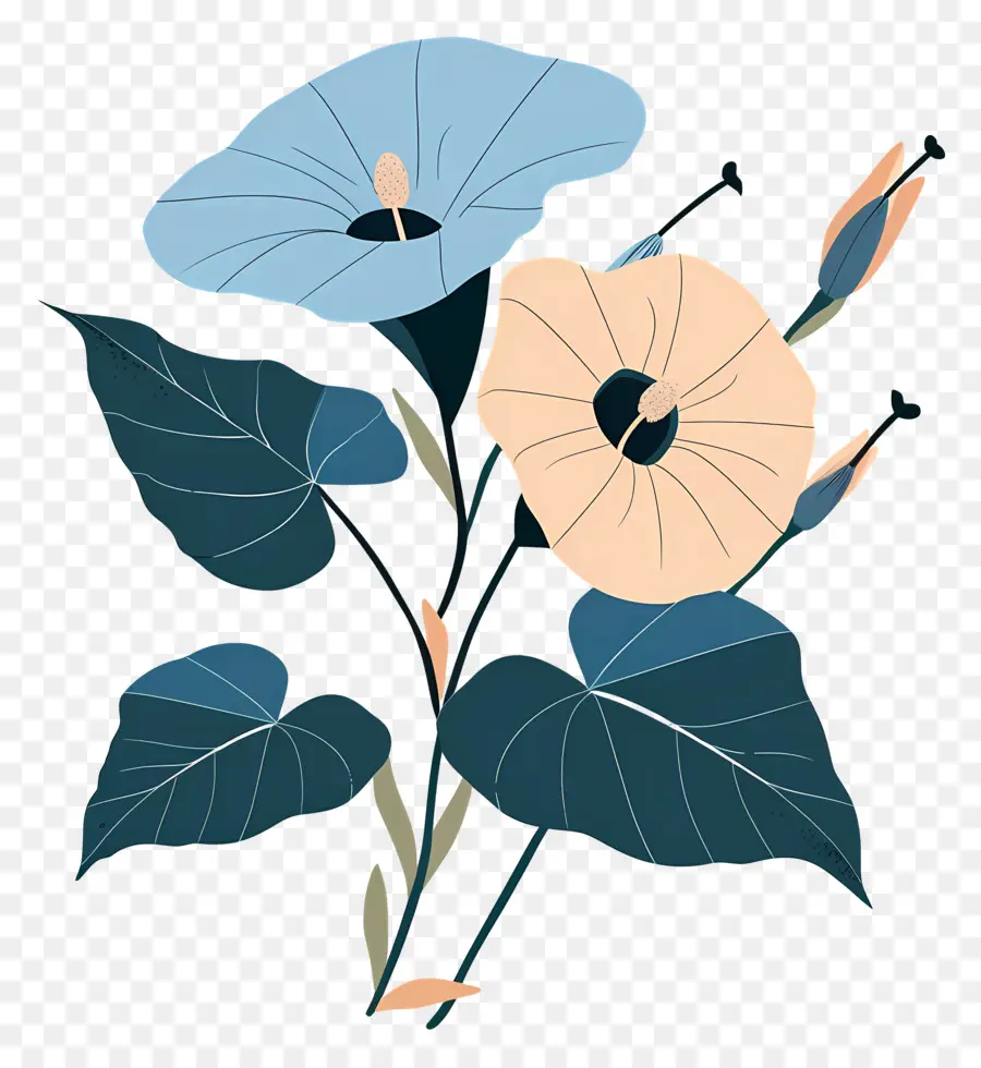 Glória Da Manhã，Flor Azul PNG