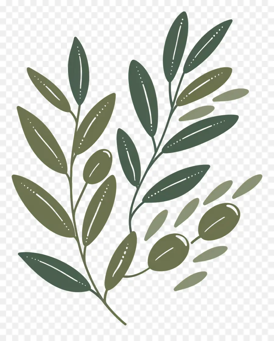 Olive Branch，Planta De Folhas Verdes PNG