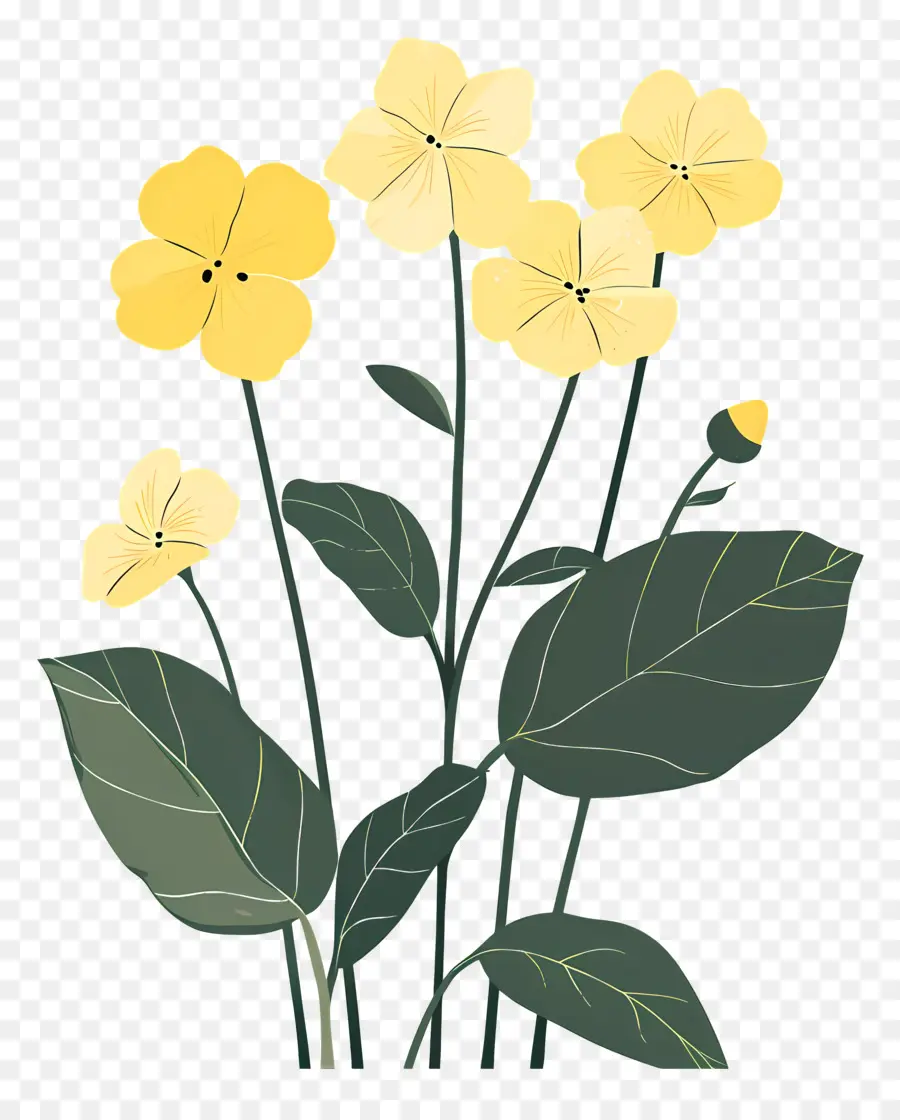 Primrose，Flores Amarelas PNG