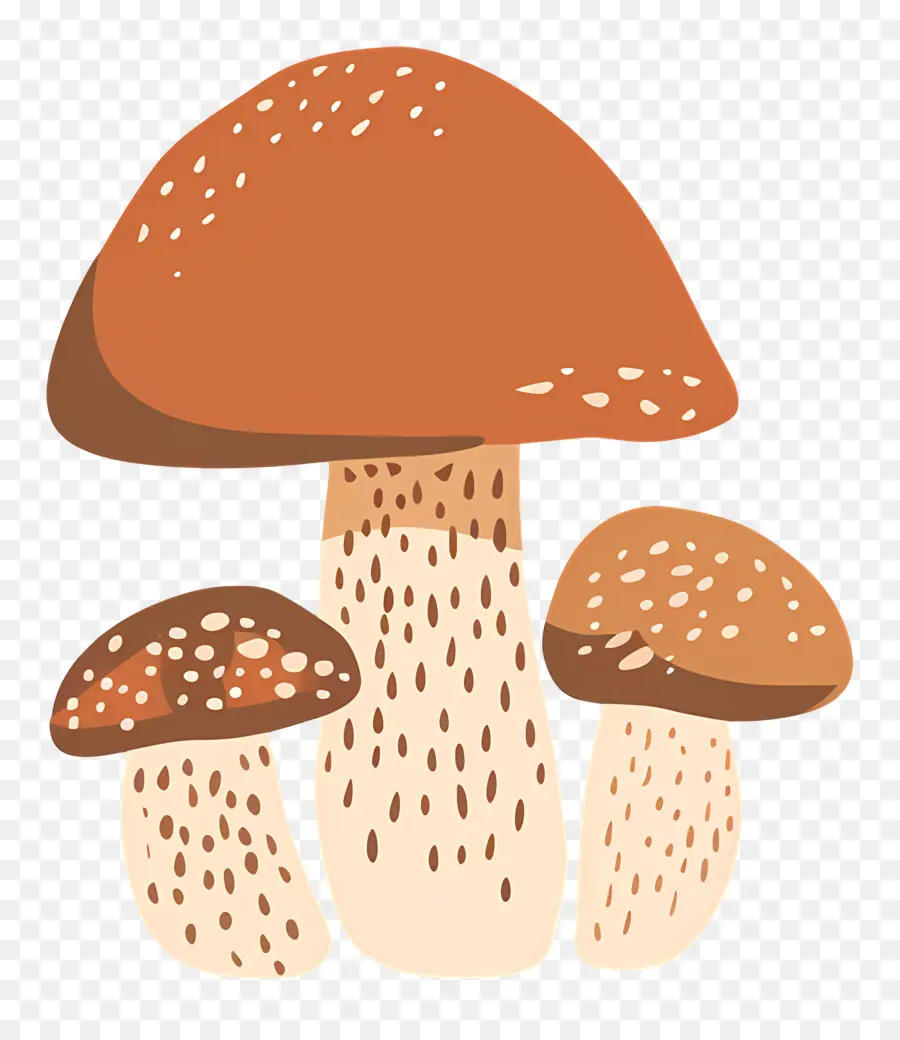 Cogumelo De Boletus，Cogumelo Ilustração PNG