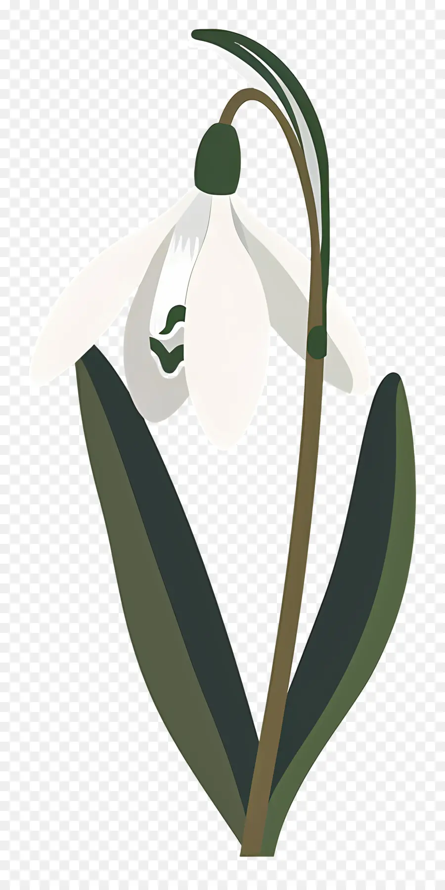 Flor Floco De Neve，Florescer PNG