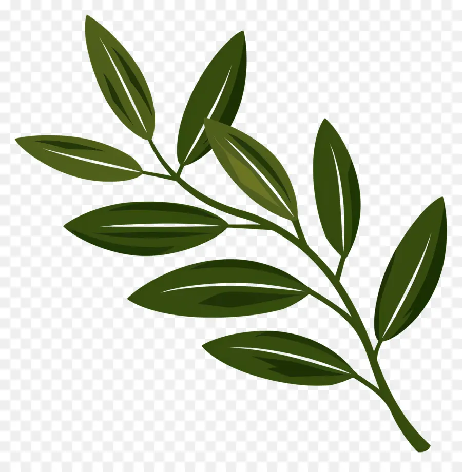 Olive Branch，Ramo PNG