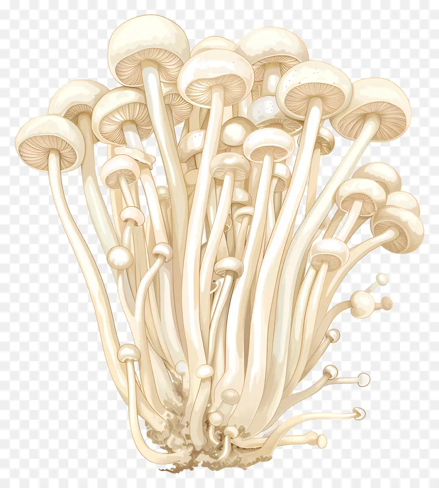 Cogumelos Enoki，Cogumelos PNG