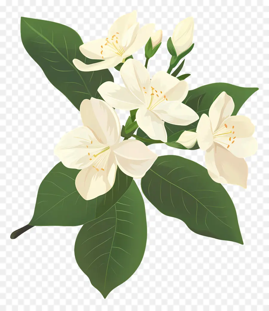 Flor De Jasmim，Flores De Jasmim Branco PNG