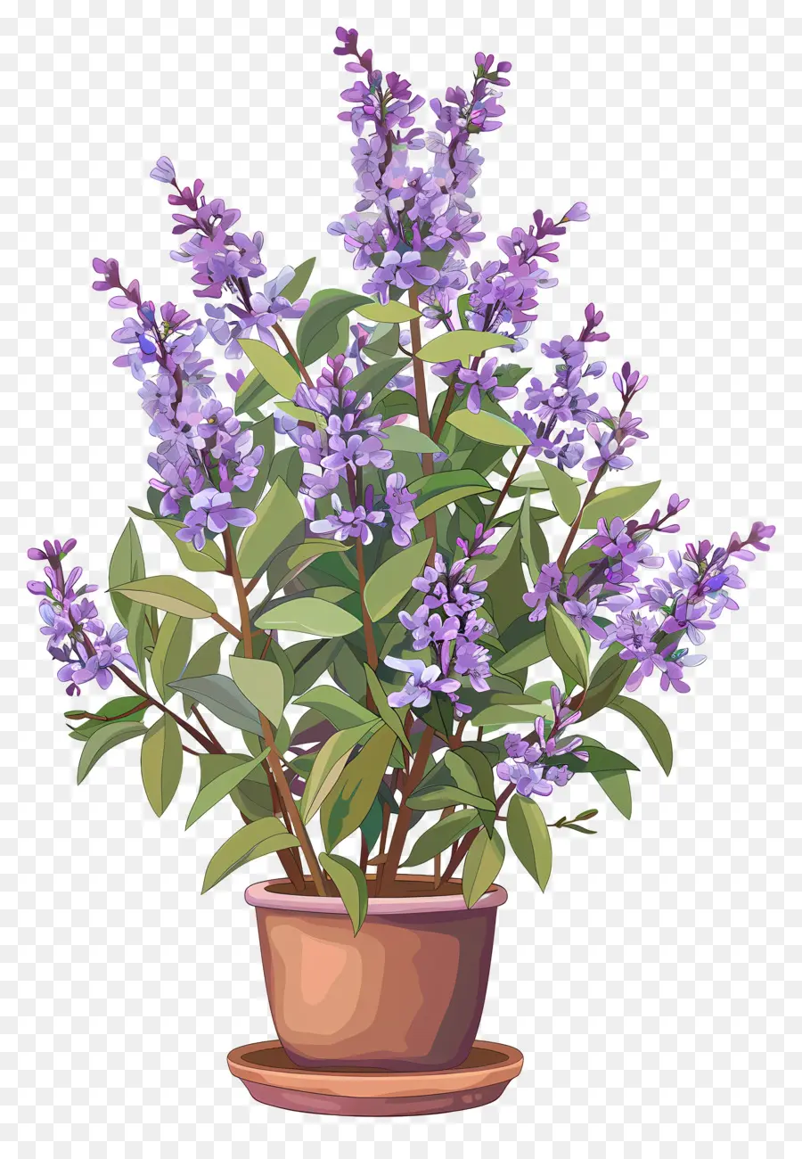 Flores Lilás，Planta De Vaso PNG