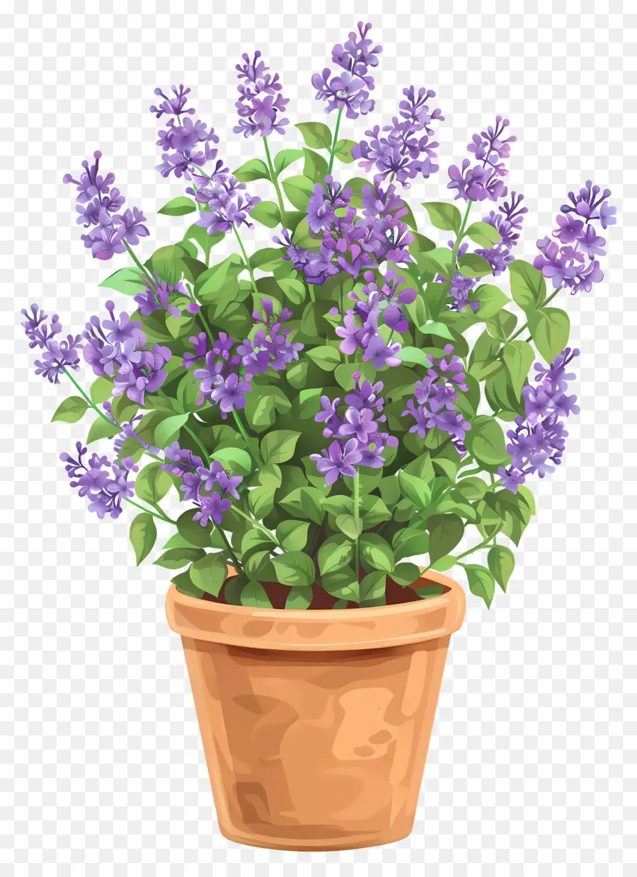 Flores Lilases，Planta Em Vaso PNG