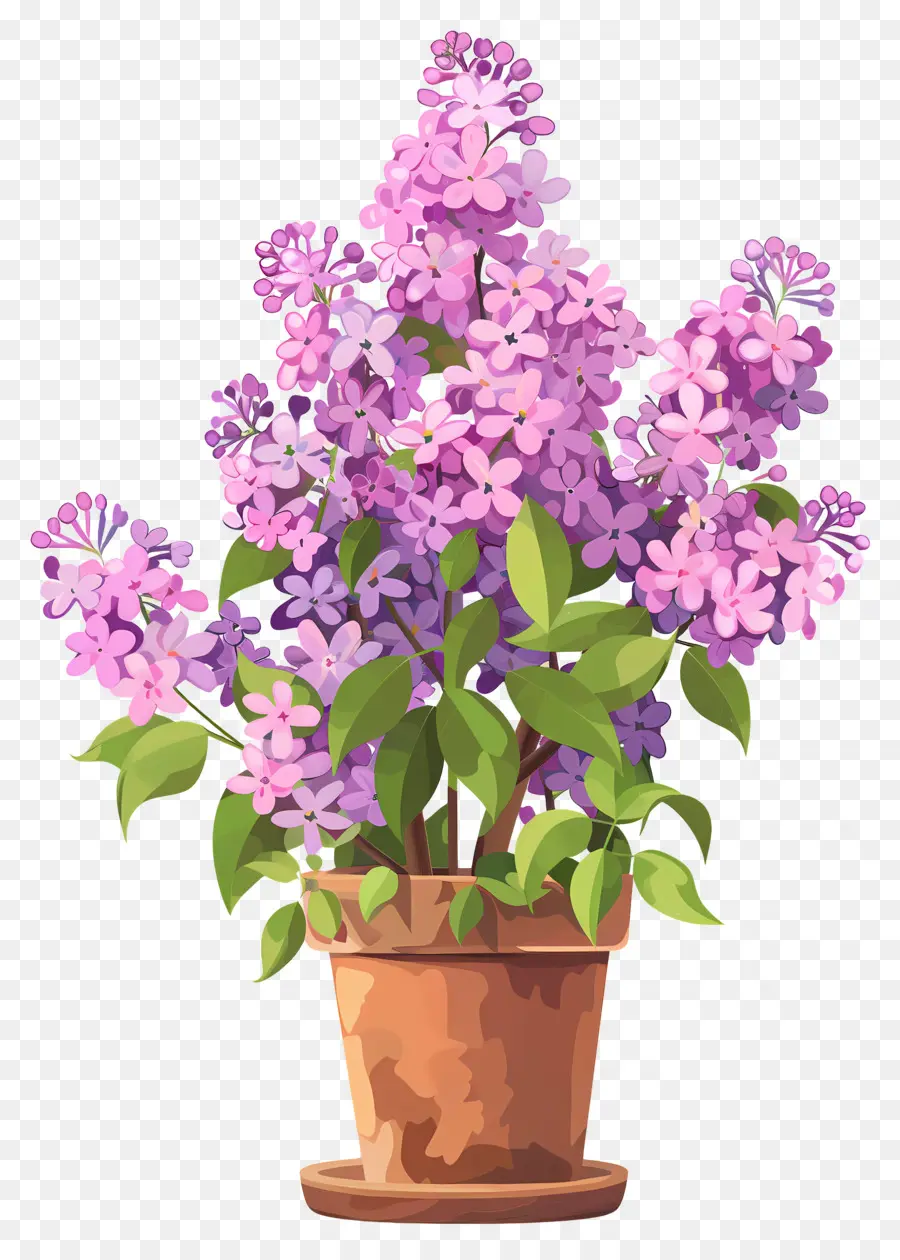 Flores Lilás，Flores De Lila PNG