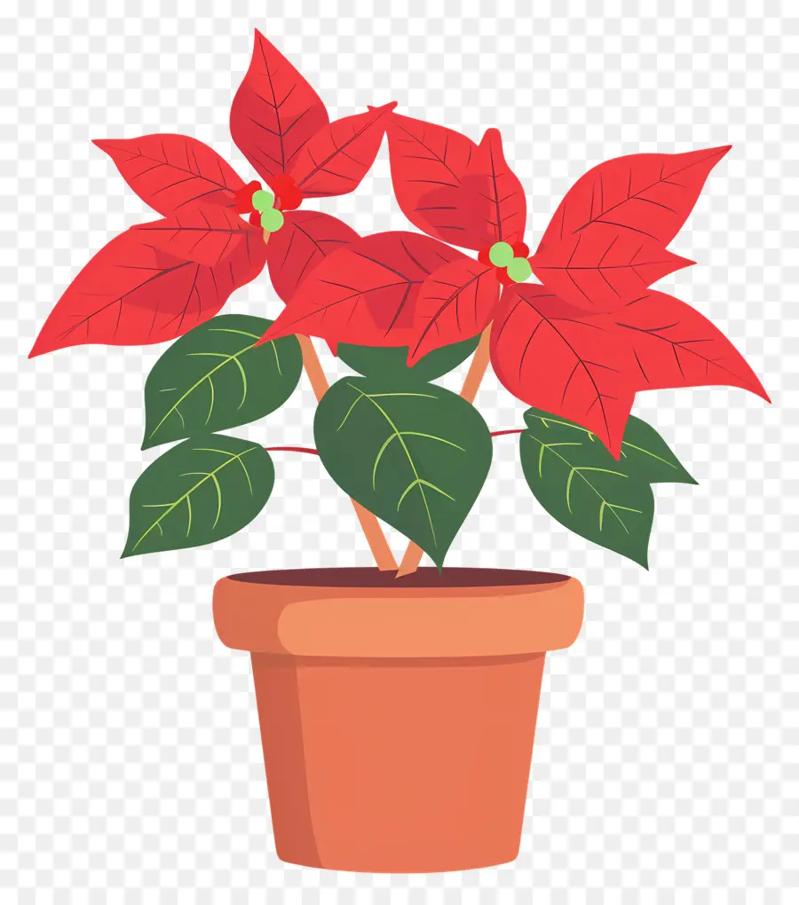 Poinsettia Em Maconha，Planta De Poinsettia PNG