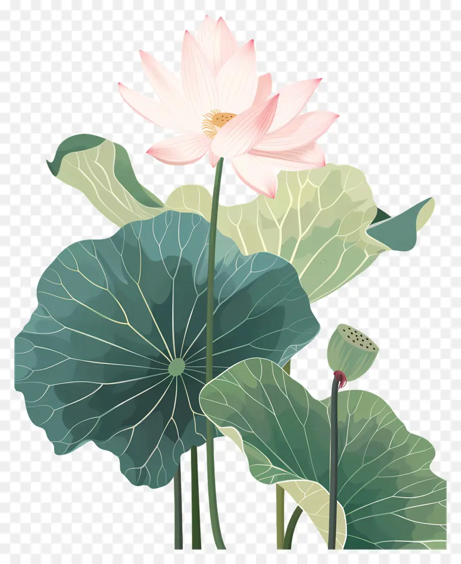 Flor De Lótus，Lírio De água Rosa PNG