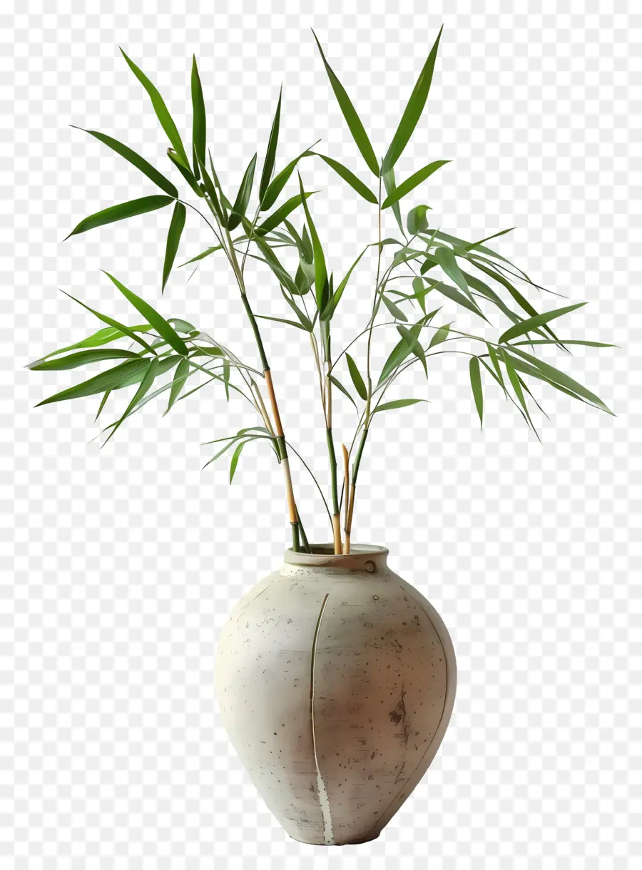 Bambu Em Vaso，Planta De Bambu PNG