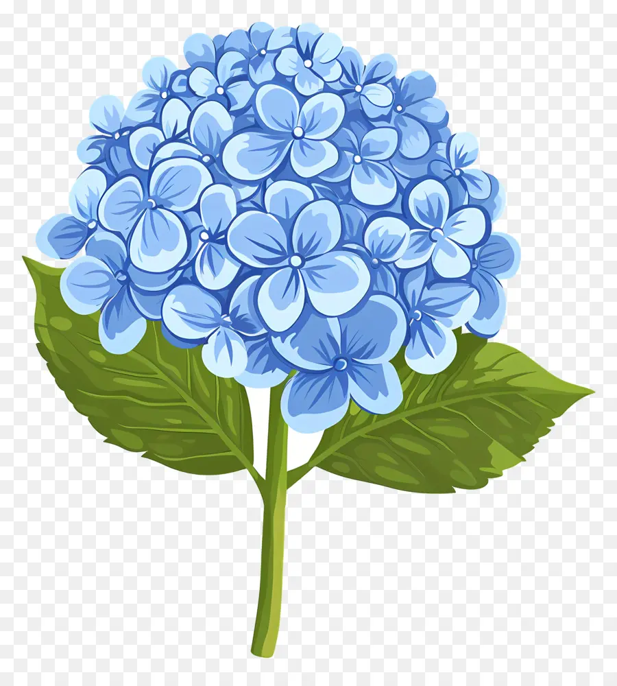 Hortênsia Flor，Flor De Hidrante Azul PNG