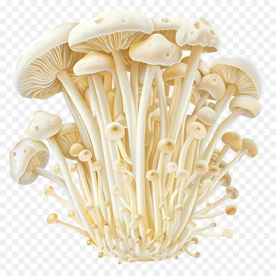 Cogumelos Enoki，Cogumelos PNG