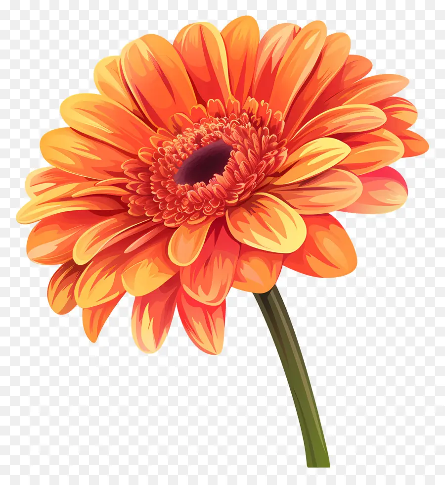 Flor Gerbera Daisy，Laranja Daisy PNG