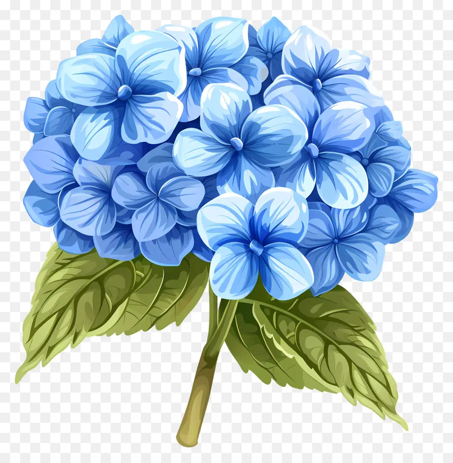 Hortênsia Flor，Azul Hortênsia PNG