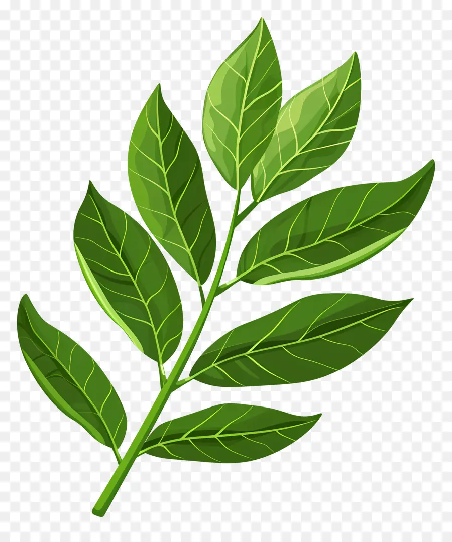 Laurel Lee，Folha De Plantas PNG