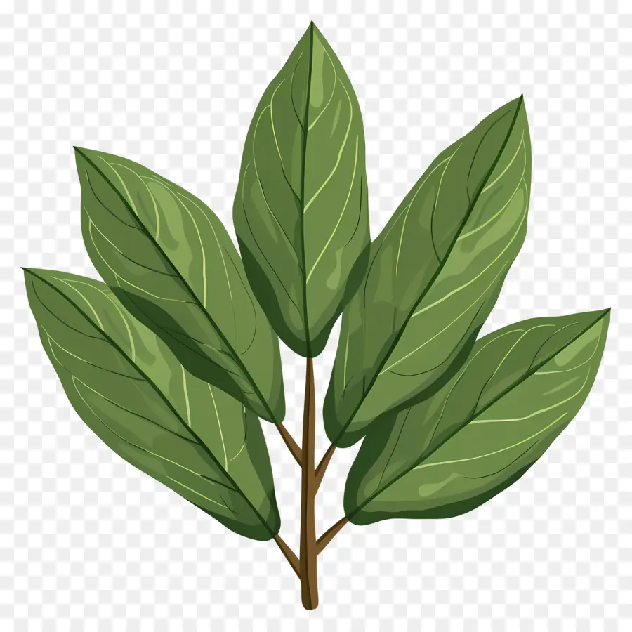 Laurel Lee，Folha De Plantas PNG