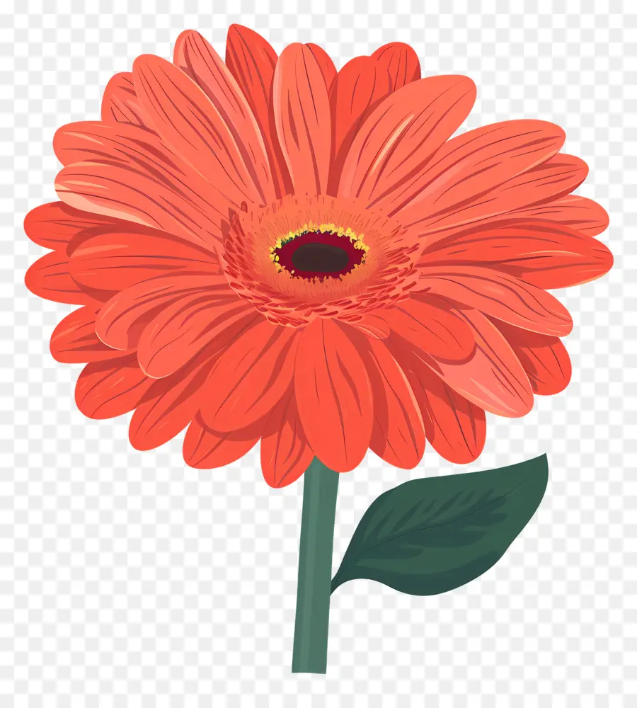 Flor Gerbera Daisy，Margarida Vermelha Do Gerbera PNG