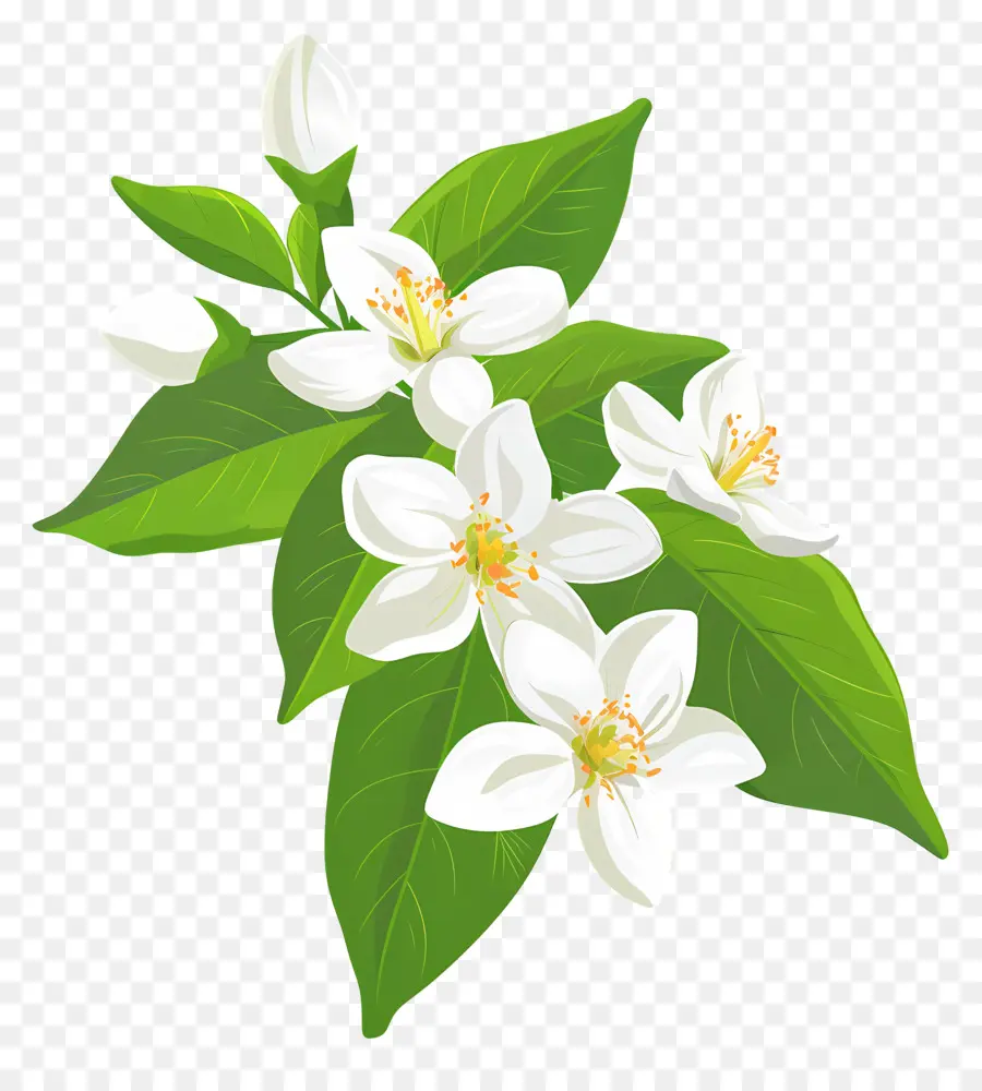 Jasmim，Flores Brancas PNG