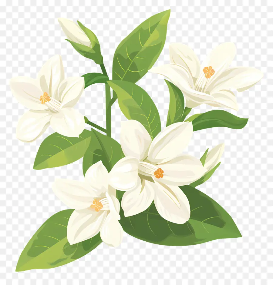 Jasmim，Flores De Jasmim PNG