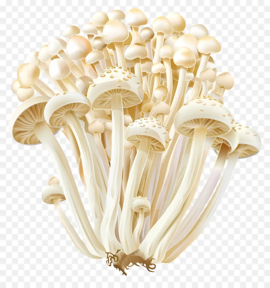 Cogumelos Enoki，Cogumelos PNG