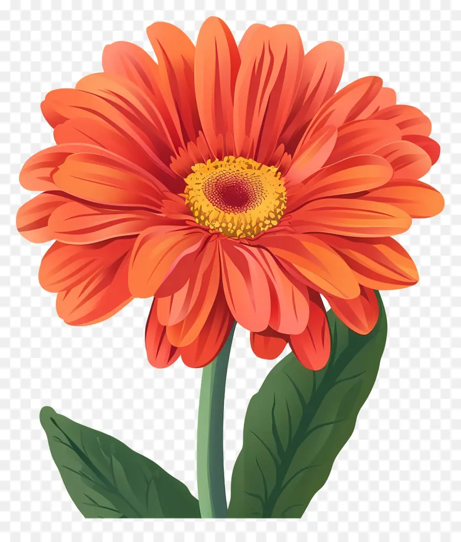 Flor Gerbera Daisy，Flor Da Laranja PNG