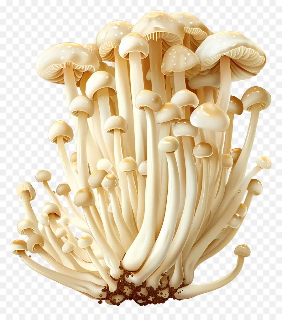 Cogumelos Enoki，Cogumelos Brancos PNG