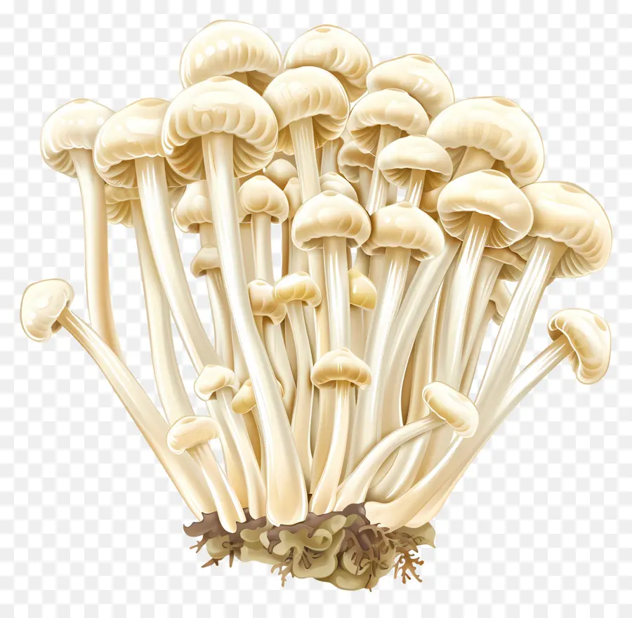 Cogumelos Enoki，Cogumelos PNG