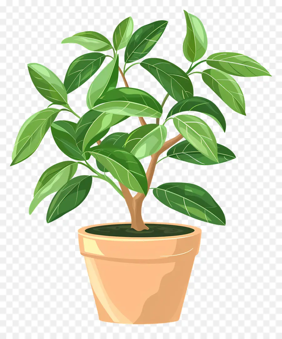 Planta Em Vaso，Planta PNG