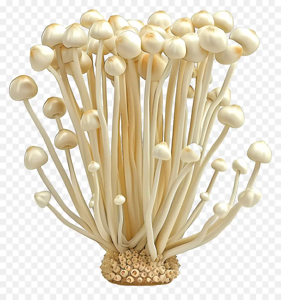 Cogumelos Enoki，Cogumelo PNG