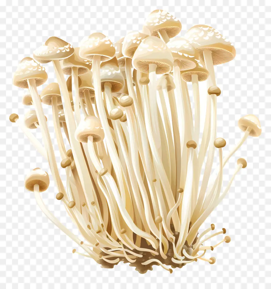 Cogumelos Enoki，Cogumelo PNG