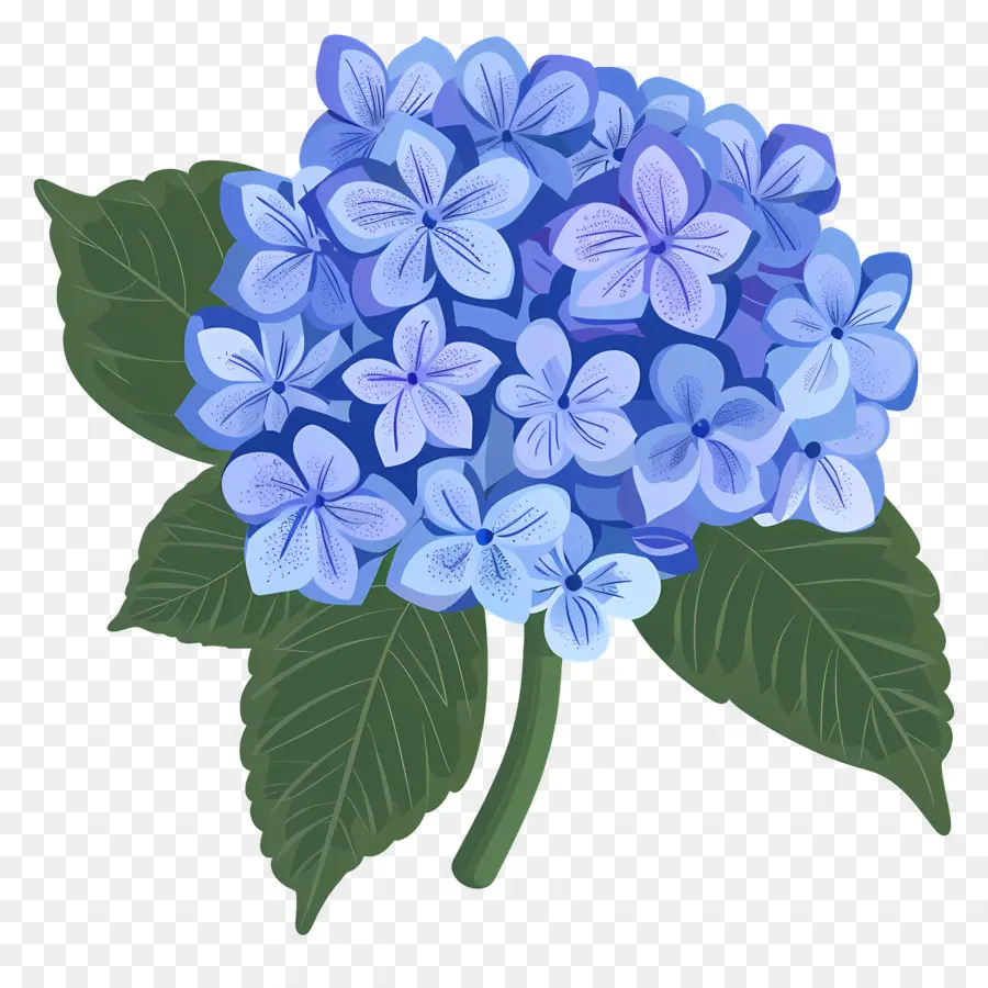 Hortênsia Flor，Flores De Hortênsia Azul PNG