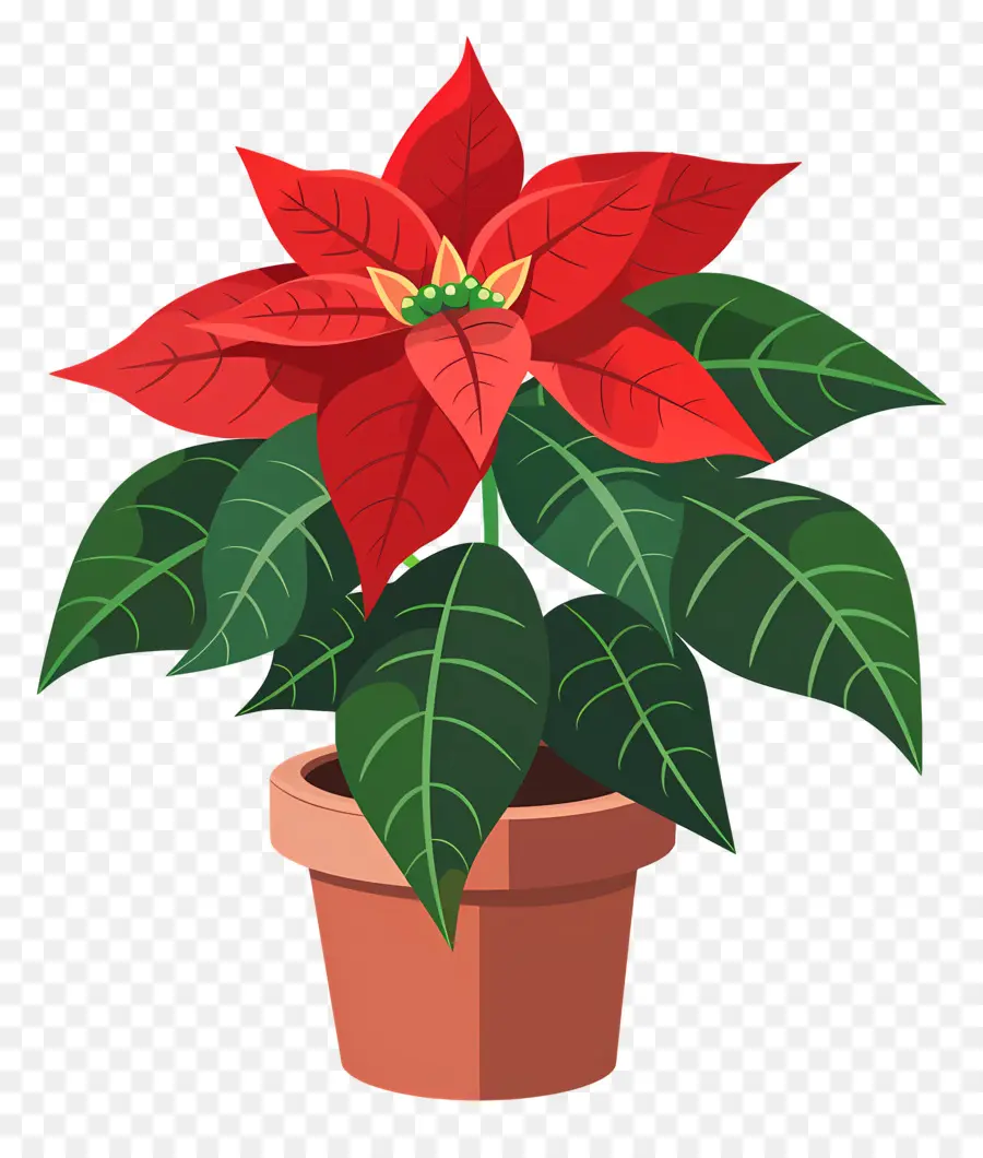 Poinsettia Em Maconha，Poinsettia PNG