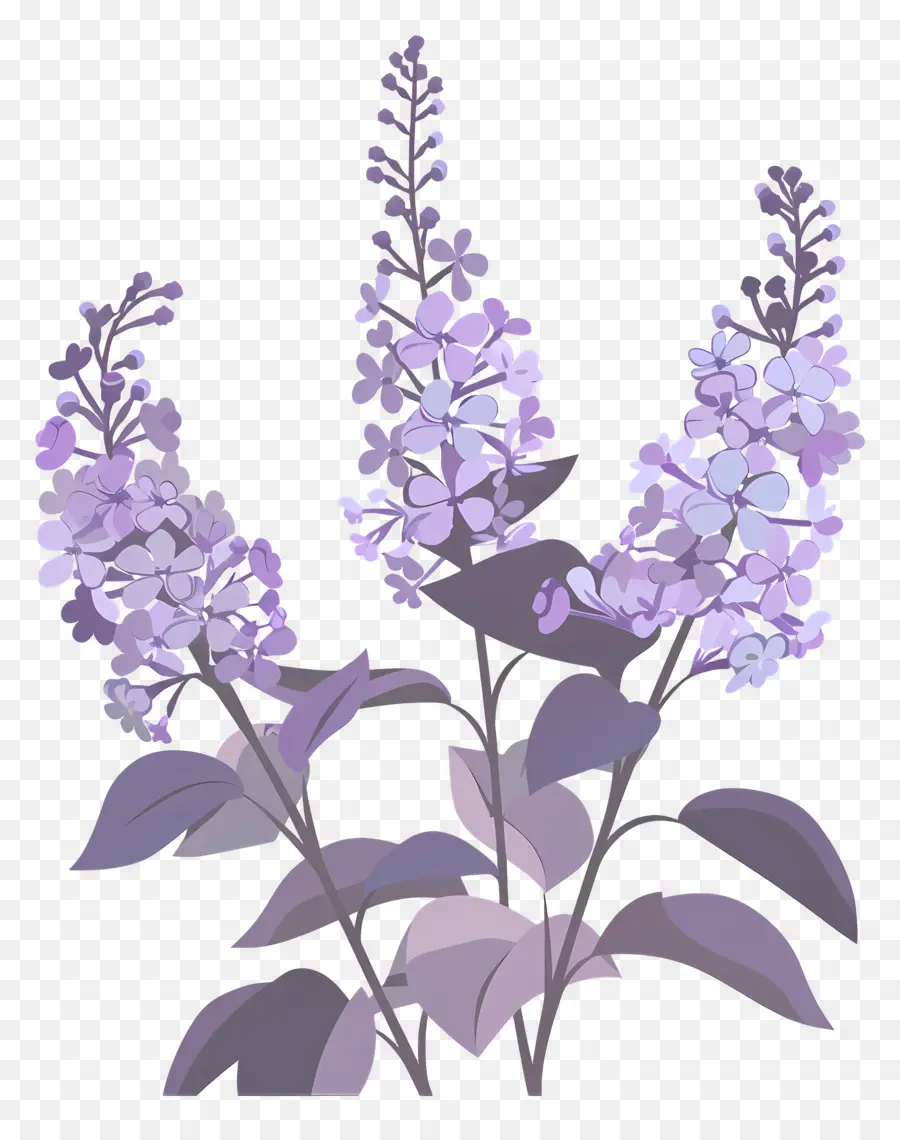 Lilaça Estética，Flores Lilás PNG