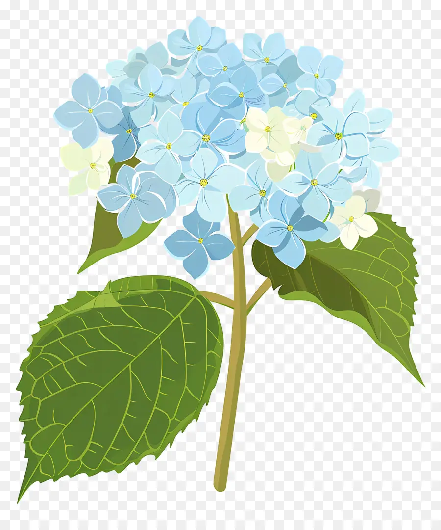 Hortênsia Flor，Azul E Branco Flores PNG