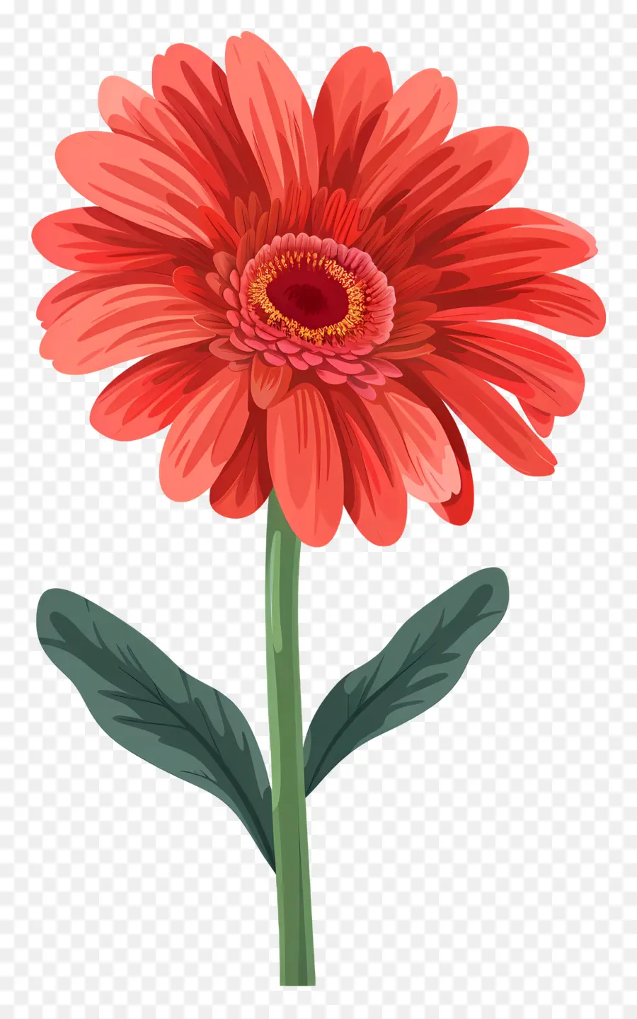 Flor Gerbera Daisy，Flor Gerbera PNG