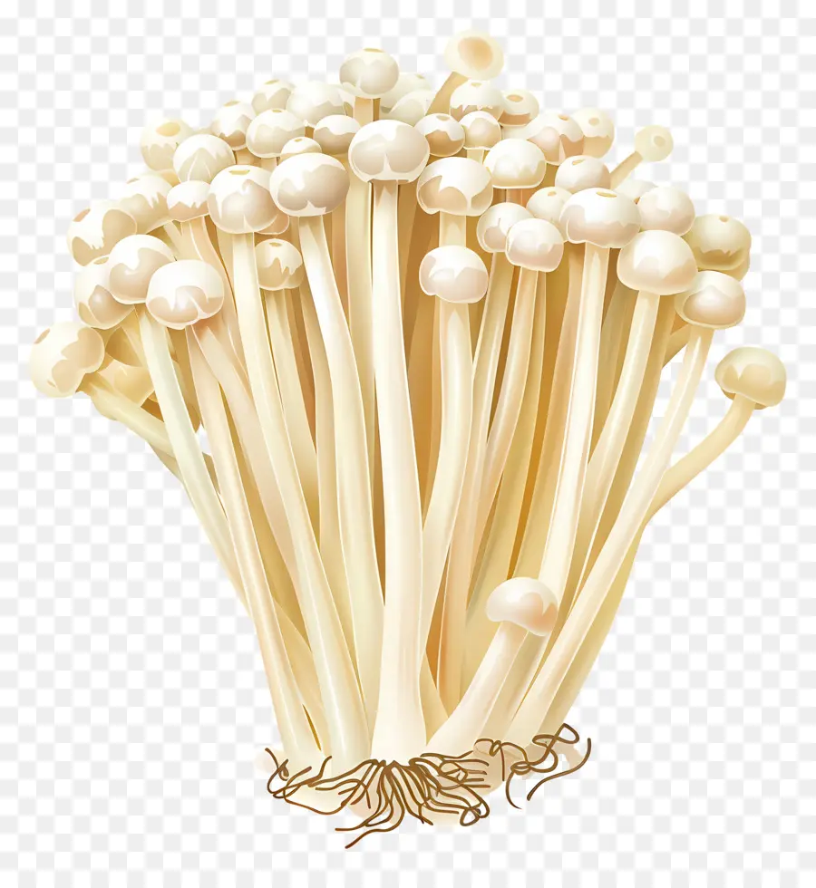 Cogumelos Enoki，Cogumelos PNG